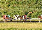 A deer running alongside horses during a race at Presque Isle Downs.