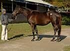Lots of Action as Keeneland Sale Begins Lots of Action as Keeneland Sale Begins