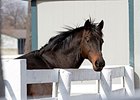 KY Horse Park Transitioning to Black Fences KY Horse Park Transitioning to Black Fences