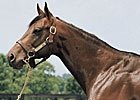 Finding Stallion Prospects (blog) Finding Stallion Prospects (blog)