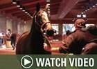 Video: Keeneland Nov - 11/12 Wrap Video: Keeneland Nov - 11/12 Wrap