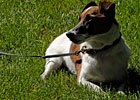 Vic Zast's Saratoga Diary: Hot Dogs Vic Zast's Saratoga Diary: Hot Dogs