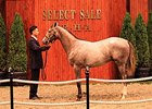Hip 108, by Tapit, in the ring during the JRHA Yearling Sale.