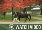 Video: Keeneland Nov - Day 10 Wrap Video: Keeneland Nov - Day 10 Wrap