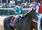 Featured Horse Profile: Royal Delta Featured Horse Profile: Royal Delta