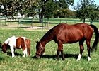 Well Armed: A Horse With Gumption Well Armed: A Horse With Gumption
