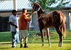 Stallion Values Deflate Buyers' Dreams Stallion Values Deflate Buyers' Dreams