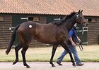 Riskit Fora Biskit topped the July 8 opening day of the Tattersalls July sale, selling for 230,000 guineas (US$370,829).