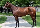 Stakes Winner Temper Mint Patty Tops F-T Sale Stakes Winner Temper Mint Patty Tops F-T Sale
