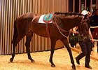 Zubayr, a son of Authorized, brought €380,000 at the Arqana summer sale.