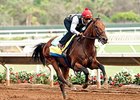 American Pharoah worked 6 furlongs in 1:11 flat at Del Mar on July 23.