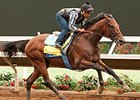 American Pharoah works at Del Mar July 28.