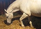 Haskin: Tapit and the Derby Trail Haskin: Tapit and the Derby Trail