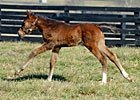 Rachel Alexandra and Her Foal (Blog) Rachel Alexandra and Her Foal (Blog)