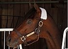 Featured Horse Profile: Blame Featured Horse Profile: Blame