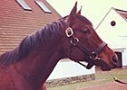 Stallion Open House iPhoto Essay Stallion Open House iPhoto Essay