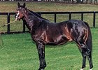 Danzig sired 19% stakes winners from foals.