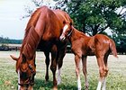 Genuine Reward as a foal with Genuine Risk.