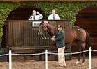 Mr Notorious Tops Del Mar Paddock Sale Mr Notorious Tops Del Mar Paddock Sale
