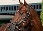 Stallions: The Good and the Sturdy Stallions: The Good and the Sturdy