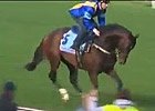 It's a Dundeel Favorite for Cox Plate It's a Dundeel Favorite for Cox Plate
