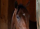 Rachel's Valentina