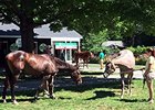 Fasig-Tipton Saratoga Sale Day 2 Notebook Fasig-Tipton Saratoga Sale Day 2 Notebook