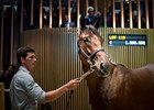 Record-Breaking Arqana Sale Concludes Record-Breaking Arqana Sale Concludes