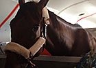 American Pharoah Stops in Lexington American Pharoah Stops in Lexington