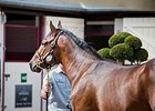 Lot 119 by Dubawi out of Pacifique.