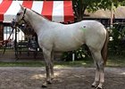 Fasig-Tipton Saratoga: Hip 182 by Tapit Fasig-Tipton Saratoga: Hip 182 by Tapit