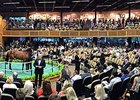 Major Gains for Fasig-Tipton Saratoga Sale Major Gains for Fasig-Tipton Saratoga Sale