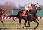 Ben's Cat wins include the Mister Diz Stakes 6 times.