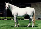 Pedigree Analysis: Caro Pedigree Analysis: Caro