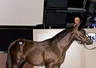 Hip 66 by Harlan's Holiday was co-topper, bringing $90,000 during the Barretts select yearling sale.