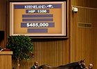 Hip 1356, a bay colt by Mineshaft, brought a winning bid of $485,000.