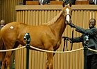 Slideshow: A. P. Indy's Last Yearlings Slideshow: A. P. Indy's Last Yearlings