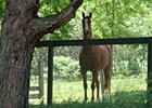 Beyond The Blinkers: OTTB Update and Giveaway Beyond The Blinkers: OTTB Update and Giveaway