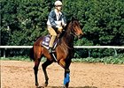 Green Desert competed in the 1986 Breeders' Cup Sprint.
<br><a target="blank" href="http://photos.bloodhorse.com/Classics/Classic-Photos/i-5mKWTjf">Order This Photo</a>
