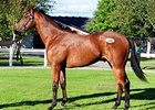 Robust Trade on Day 1 at Tattersalls Ireland Robust Trade on Day 1 at Tattersalls Ireland