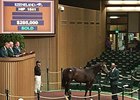 Hip 1541 by Harlan's Holiday sells for $285,000.