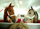 Funny Cide (left) winner of the 2003 Kentucky Derby and Preakness, gets settled in on the plane, and meets his traveling partner, Smokey, the stable pony for Bob Baffert on their way to Saratoga. Triple Crown winner American Pharoah is directly behind them.