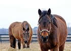 TAA Benefits Greatly From Preakness Weekend TAA Benefits Greatly From Preakness Weekend