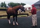 California Chrome Greets His Fans California Chrome Greets His Fans