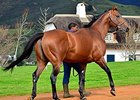 Duke of Marmalade's first South African foals arrive this year