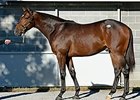 Rachel's Half Brother Goes for $800,000 Rachel's Half Brother Goes for $800,000