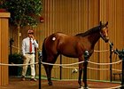 Friday's session kicked off Book 2 with a $700,000 session-topping colt by first-crop sire Uncle Mo that Bob Baffert bought from Taylor Made Sales.