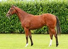 Frankel Filly Tops Goffs Opener at $1.9M Frankel Filly Tops Goffs Opener at $1.9M