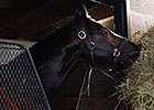Breeders' Cup: Honor Code at Keeneland Breeders' Cup: Honor Code at Keeneland