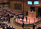 Fasig-Tipton November Sale Preview Fasig-Tipton November Sale Preview